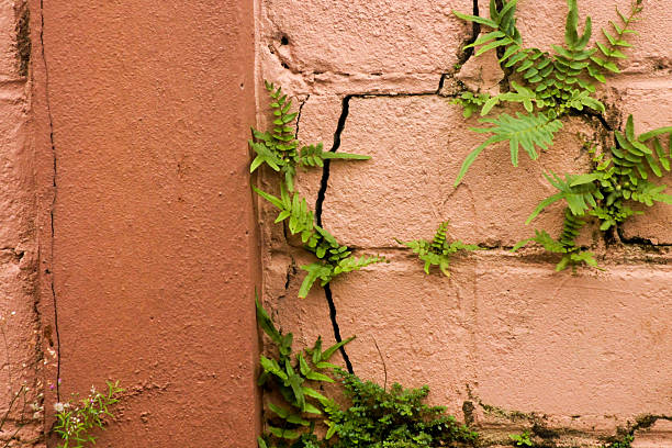 Cracked wall after an earthquake. Mouldy and cracked whitewashed wall
