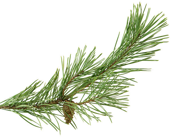 istock Fir with cones. Christmas decoration. Forest. Herbalist. Pine Branches with Pine Cones. 2211827781