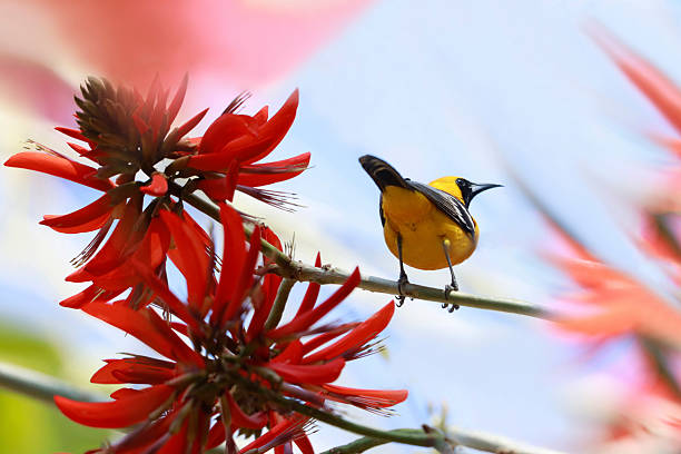 istock Hooded Oriole 2211828747
