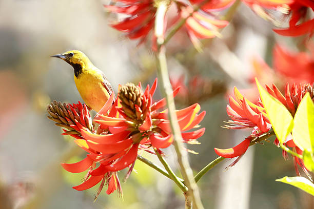 istock Hooded Oriole 2211828757