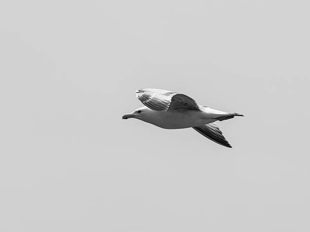 istock a beautiful flying seagull 2211828946