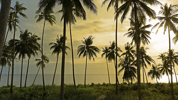 istock Sea and coconut palm trees at sunset 2211829181