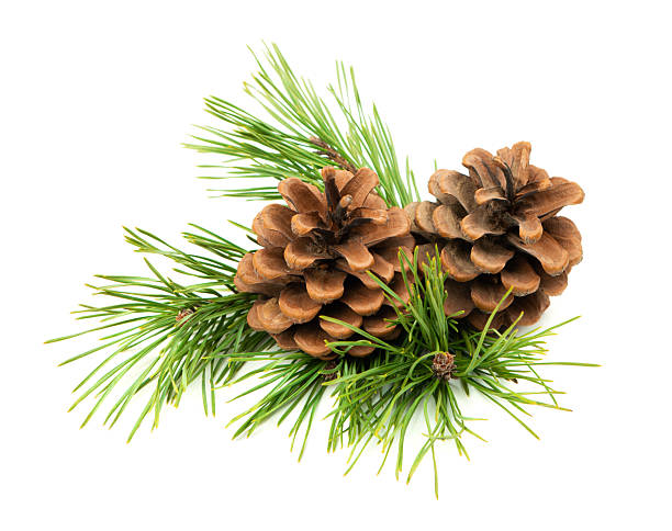 istock Festive fir branches and cones in a Christmas composition, isolated on a white background with shadow for decoration projects. 2211829467