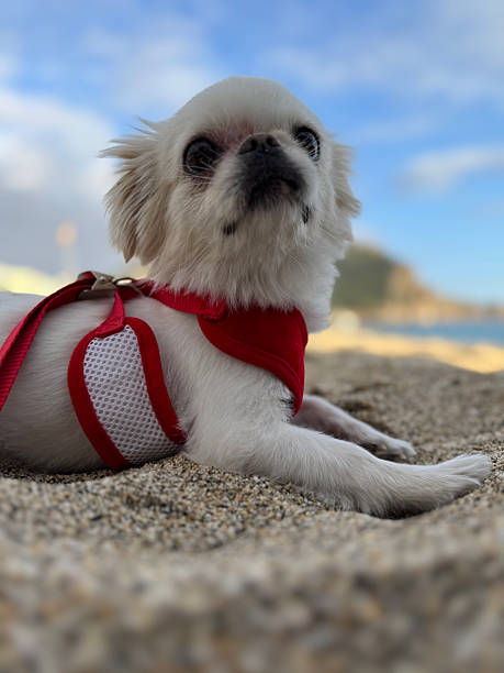 istock Dog beach tent 2211829848