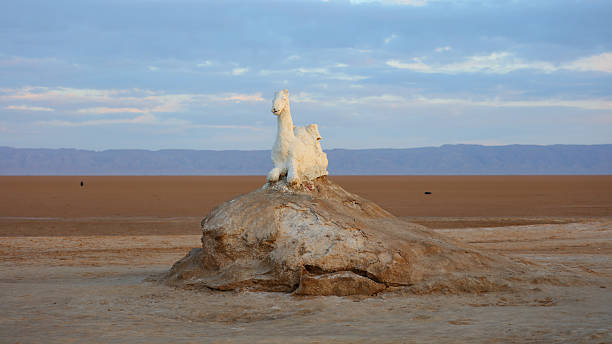 This photo was taken in the lake Chott el Djerid in Tunisia