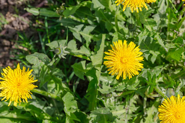 istock Dandelion Flowers and Green Leaves 2211831468