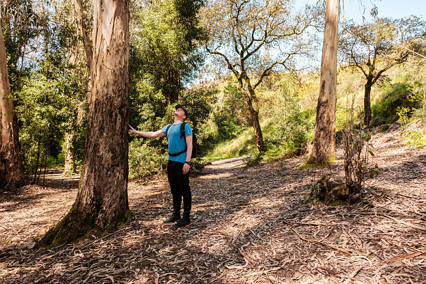 male hiker touching a giant eucalyptus tree while hiking in a sunny forest