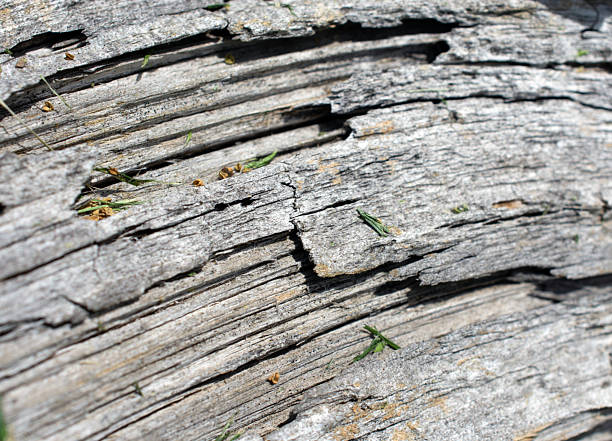 Macro shot of tree bark.