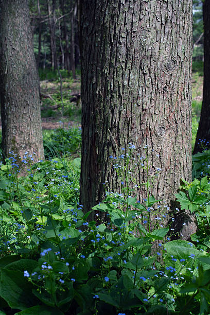 Multiple trees with purple flowers on the ground.