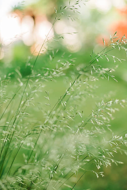 istock Delicate green grass swaying gently in the breeze with a soft, dreamy bokeh background. 2211833436