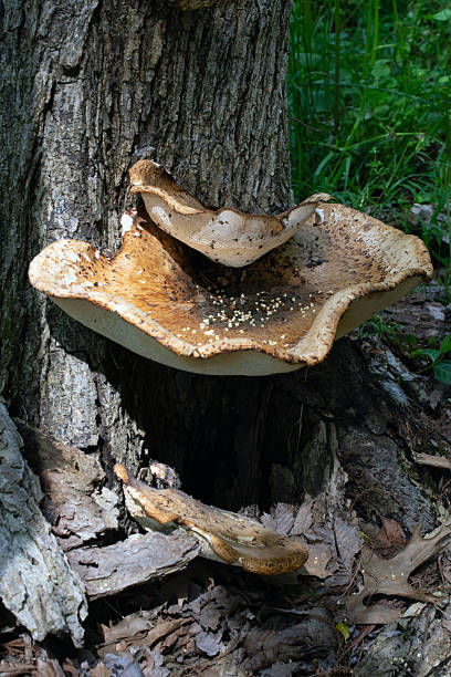 istock Close up of a large mushroom growing on the tree. 2211833643