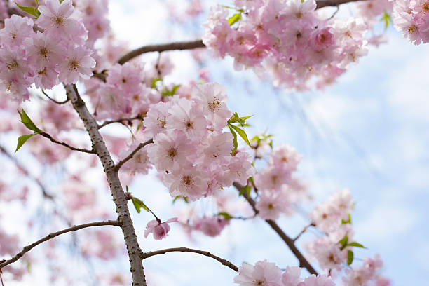 istock Cherry blossom branches against blue sky 2211834151