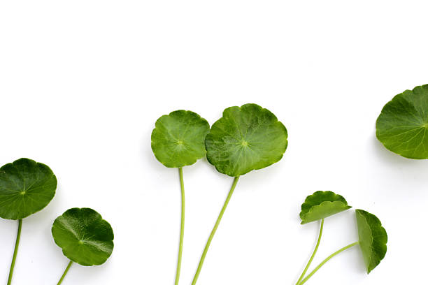istock Fresh herb plant, Centella asiatica leaves 2211835267