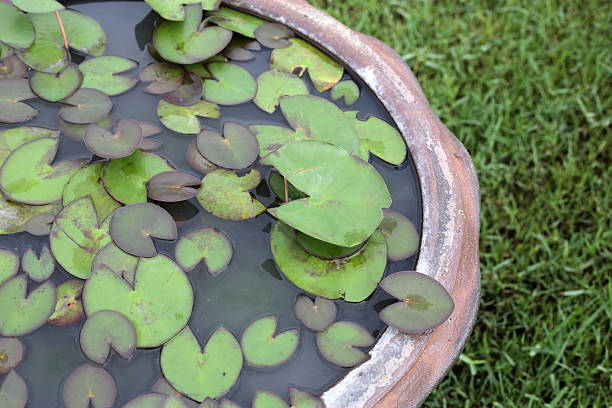 istock Beautiful water lily. Lotus pond 2211836024