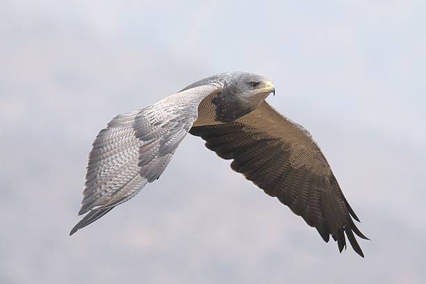 An adult Black-chested Buzzard Eagle soars against a mountain background A single adult Black-chested Buzzard Eagle (Geranoaetus melanoleucus) soars against a background of the Andes mountains near the capital Santiago de Chile young black chested buzzard eagle geranoaetus melanoleucus stock pictures, royalty-free photos & images