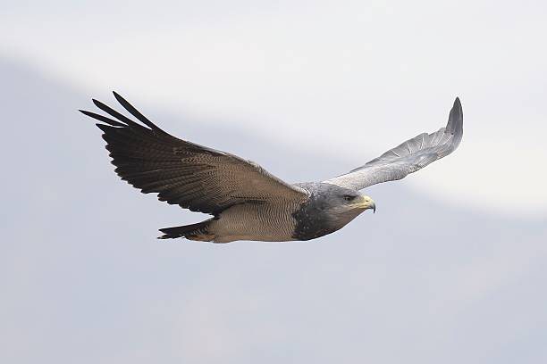 An adult Black-chested Buzzard Eagle soars against a mountain background A single adult Black-chested Buzzard Eagle (Geranoaetus melanoleucus) soars against a background of the Andes mountains near the capital Santiago de Chile young black chested buzzard eagle geranoaetus melanoleucus stock pictures, royalty-free photos & images