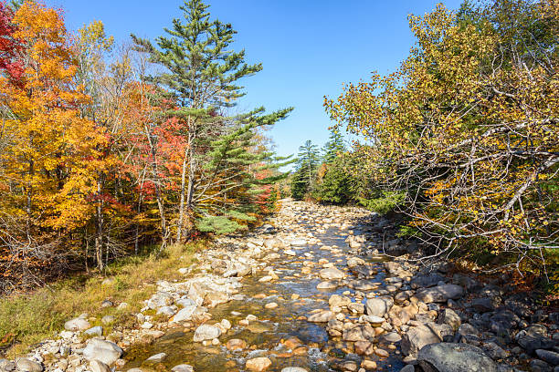 istock Mountain river through a forest at the peak of fall foliage under clear blue sky 2211836845