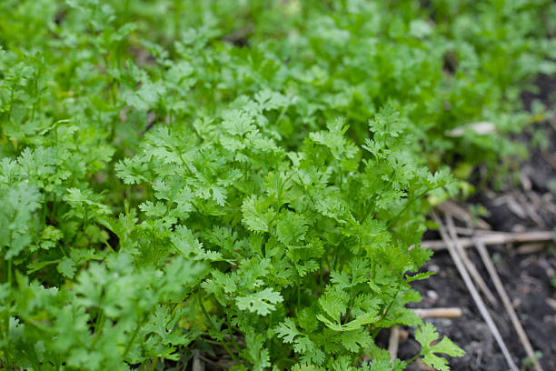 istock Coriander growing in a garden bed. 2211836908