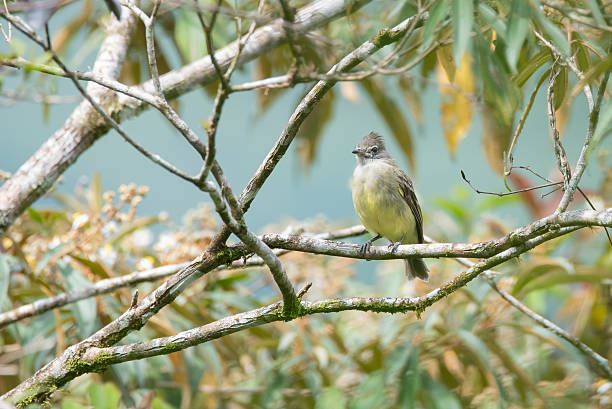 A Yellow-bellied Eleania perched in a tree in the Sarapiquí region of Costa Rica.