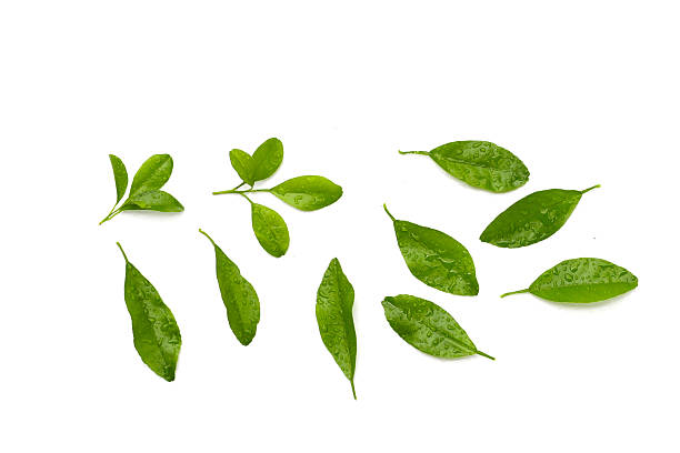 istock Citrus fruit leaves with water drop 2211838765