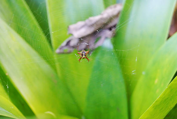 Micrathena sagittata spider (Arrow shaped Micrathena) in her web.
