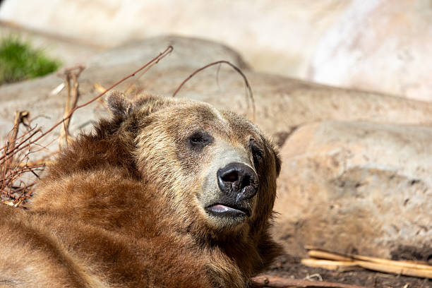istock Grizzly bear looking up from a nap 2211840560