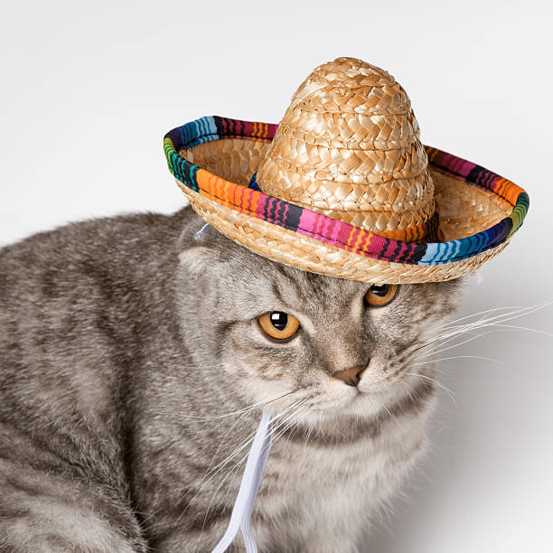 istock Scottish Fold in beach hat relaxation and cuteness theme 2211843494