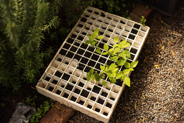 Plastic tray with young seedlings growing, surrounded by natural elements, depicting springtime gardening and organic growth.