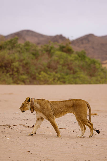 Lioness wearing a radio collar walking in the desert near some vegetation