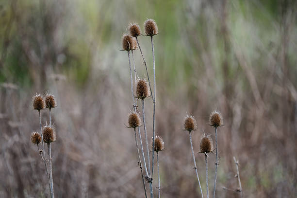 Tall, slender stems of dried teasel plants rise from a muted, brown autumn field. The spiky seed heads stand out against the softly blurred background, capturing the rugged beauty of wild flora in the changing seasons.