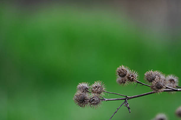 A close-up view of dried burdock seed heads clinging to a slender, bare branch against a smooth green background. The sharp, spiky texture of the burrs contrasts with the soft focus of the backdrop, highlighting the intricate details of the plant's natural structure.