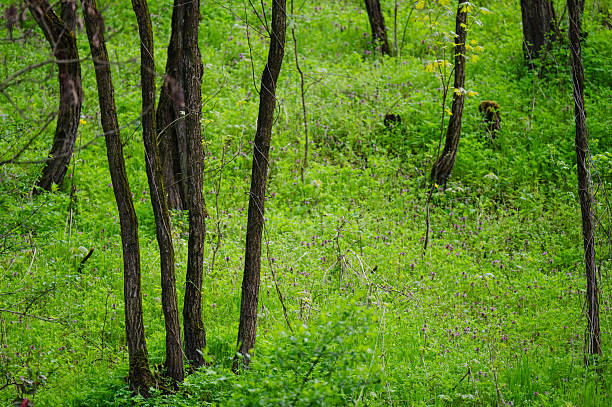 A vibrant spring scene capturing the forest floor covered in lush green grass and sprinkled with yellow and purple wildflowers. The textured tree trunks rise above the colorful ground, creating a harmonious blend of natural elements and fresh seasonal growth.