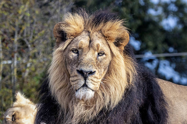 istock Male Asiatic lion 2211844722