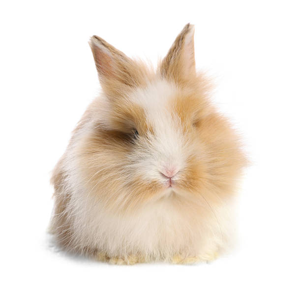 istock Cute little rabbit on white background. Adorable pet 2211845139