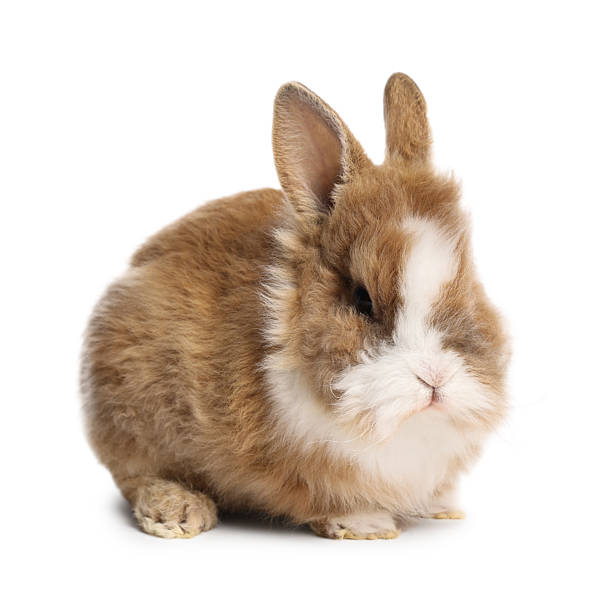 istock Cute little rabbit on white background. Adorable pet 2211845141