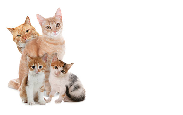 istock Cute cats on white background, banner design with space for text. Lovely pet 2211845146