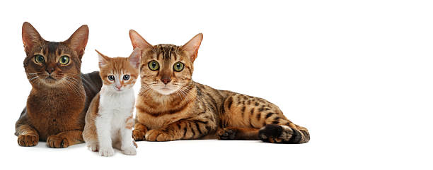 istock Cute cats on white background, banner design with space for text. Lovely pet 2211845147