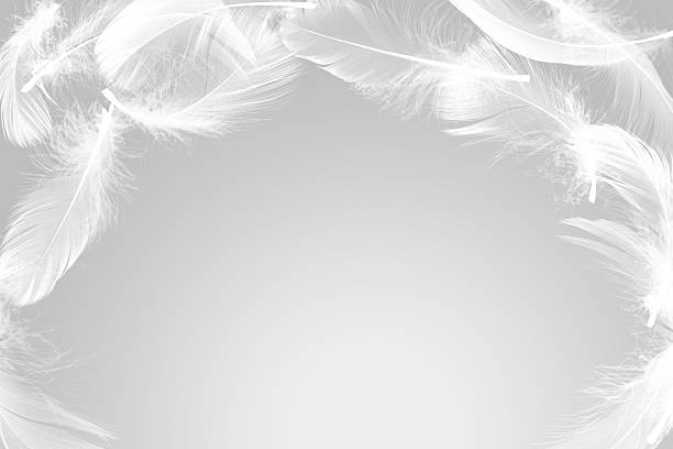 feathers on a white background, macro photo, soft focus