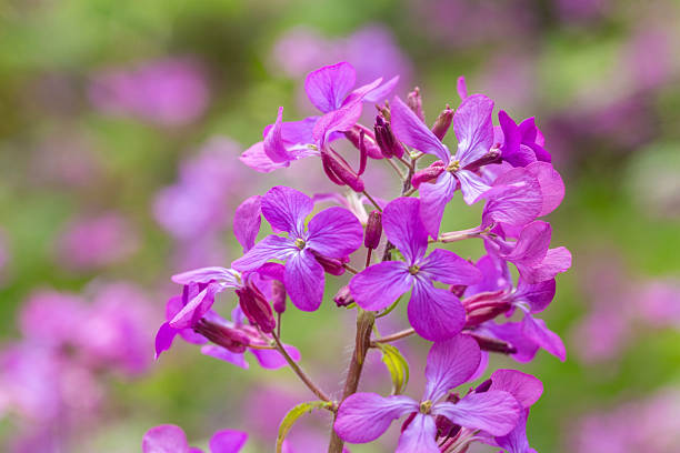 Tiny, delicate purple wildflowers in springtime