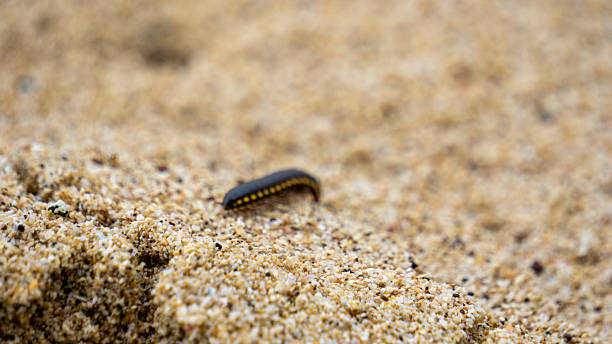 istock Orthomorpha coarctata (ulat gagak, joyo gading, long-flange millipede) on the sand beach 2211847696