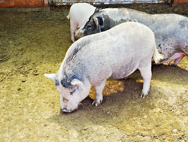 a cute little pig