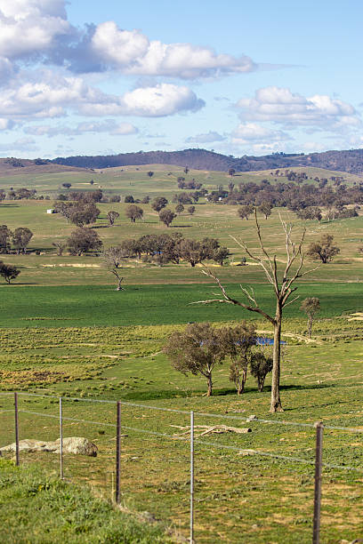 istock A sunlit rural landscape in Australia features rolling hills, scattered trees, and distant paddocks under a cloudy sky 2211849753