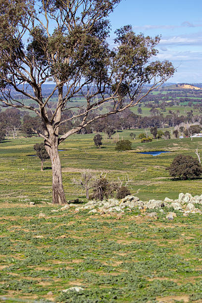 istock A sunlit rural landscape in Australia features rolling hills, scattered trees, and distant paddocks under a cloudy sky 2211849756