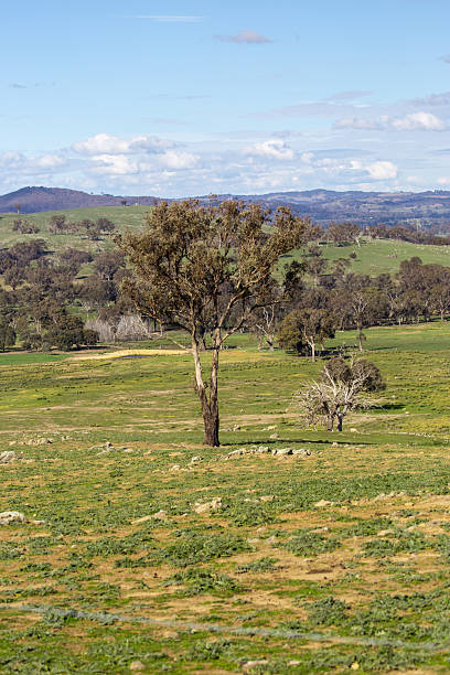 istock A sunlit rural landscape in Australia features rolling hills, scattered trees, and distant paddocks under a cloudy sky 2211849757