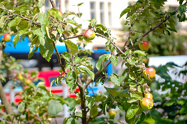 istock Urban Food Forest 2211850425