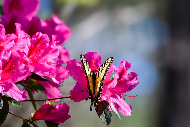 Spring Flowers