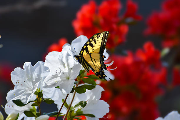 istock Spring Flowers - Eastern Tiger Swallowtail Butterfly on Azalea Shrub 2211852472
