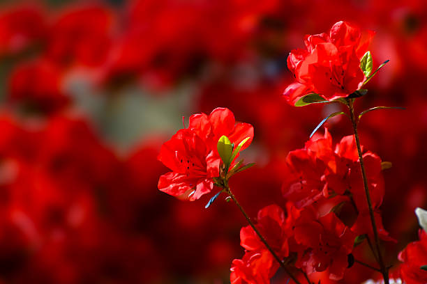 Spring Flowers