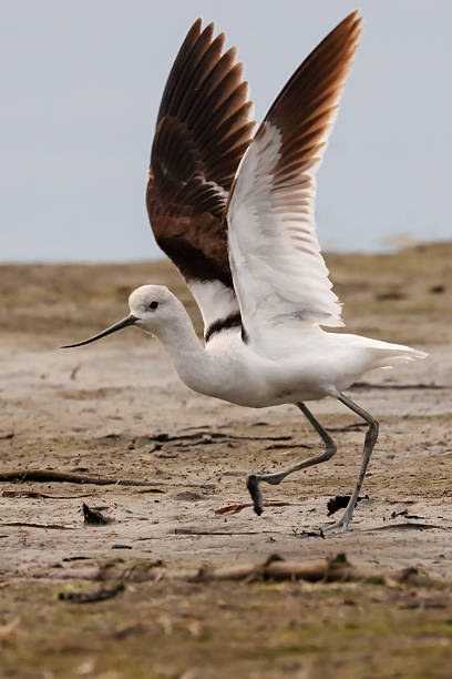istock American avocet on a sea shore 2211852532