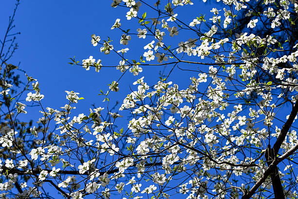 Spring Flowers